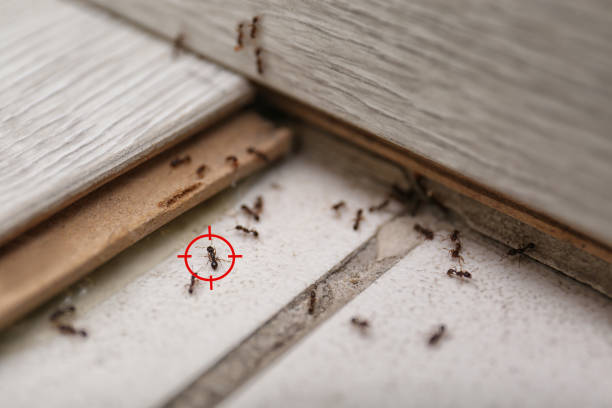 Best Wasp Removal Services  in Newberry, FL